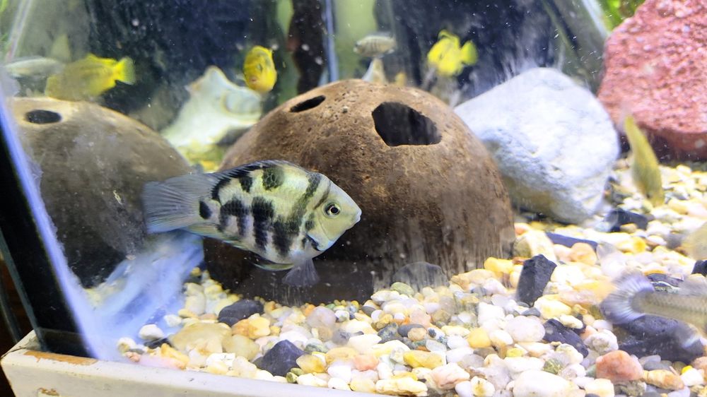 Ciclídeos papagaio anão / africanos