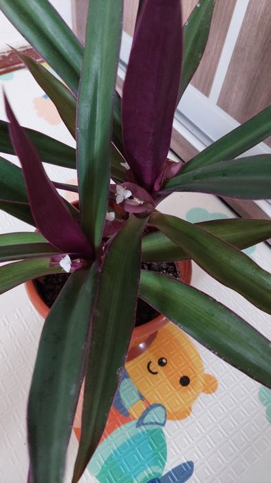 Кімнатні лілії, вазони