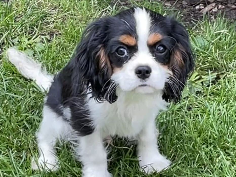 Cavalier King Charles Spaniel ZKwP - piesek