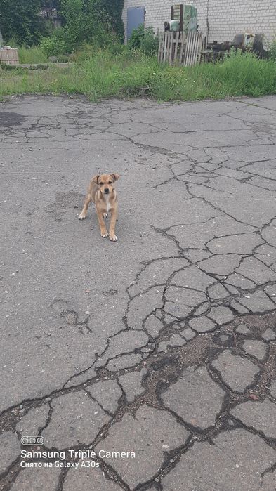 Віддам в добрі руки