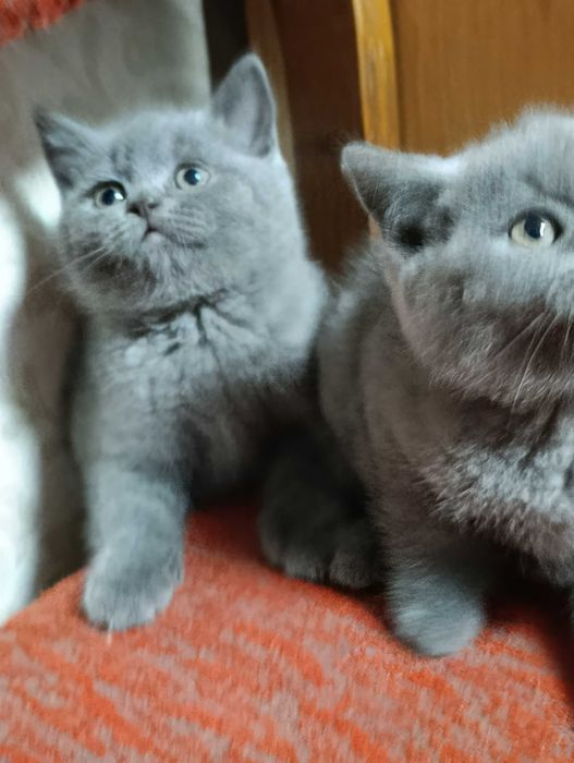 Британські кошенята