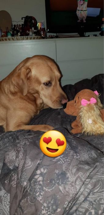 Pet sitter/ cuidadora de animais