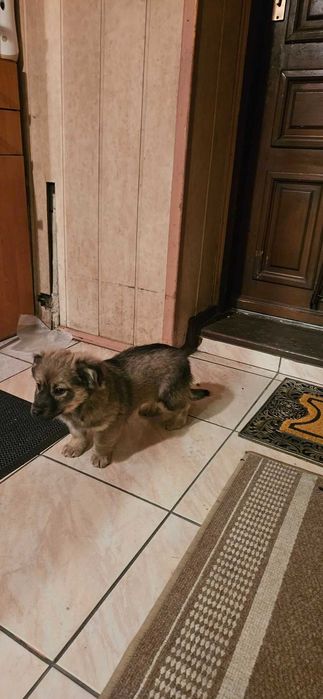 Oddam pieski w dobre ręce