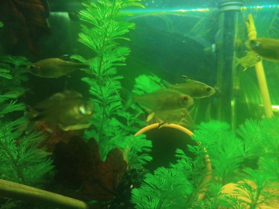 zwinniki  latarniki (Hemigrammus)