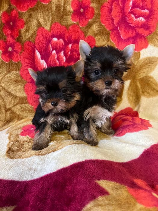 York yorki pieski piesek