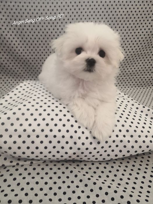 Maltańczyk szczeniaczek Michel Fci