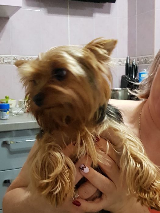 Допоможіть знайти собаку!!!