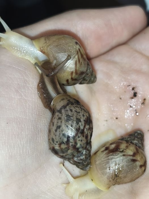 Ślimaki Afrykańskie