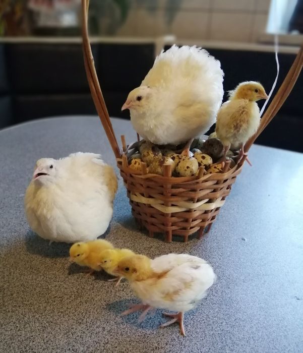 Техаський перепел інкубаційні яйця