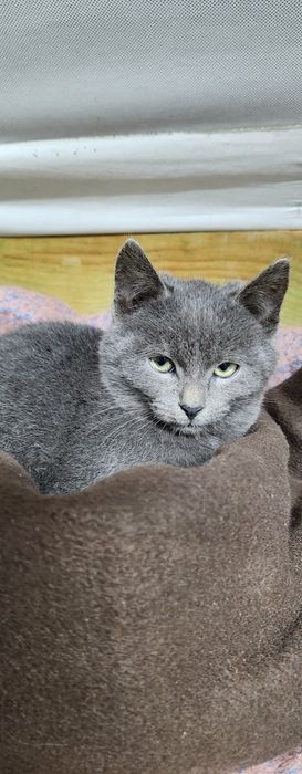 Кошеня в добрі руки