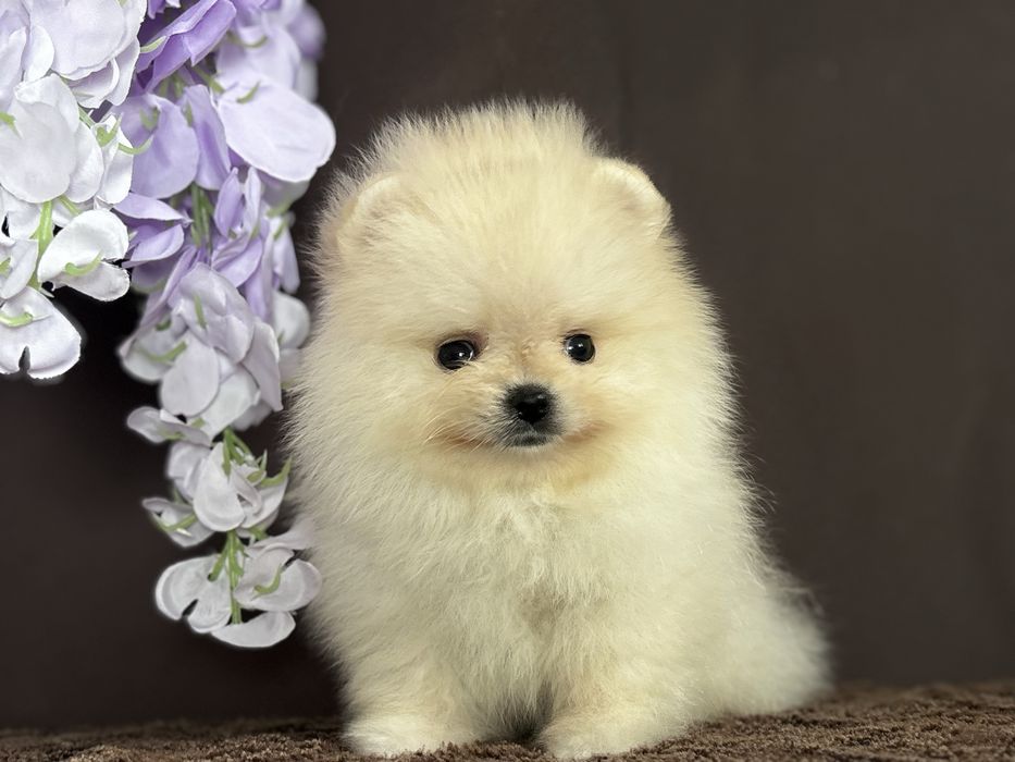 Пухнасте задоволення 24/7