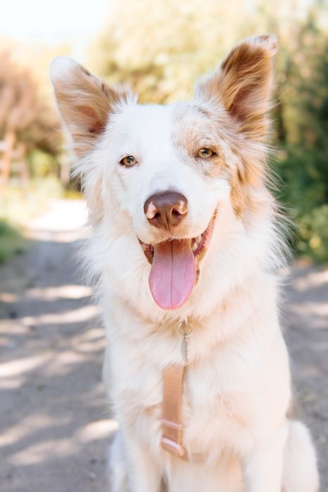Cadela border collie
