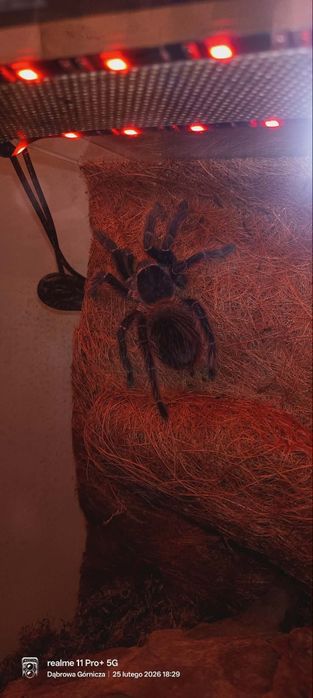 Ptasznik Lasiodora Parahybana Samiec