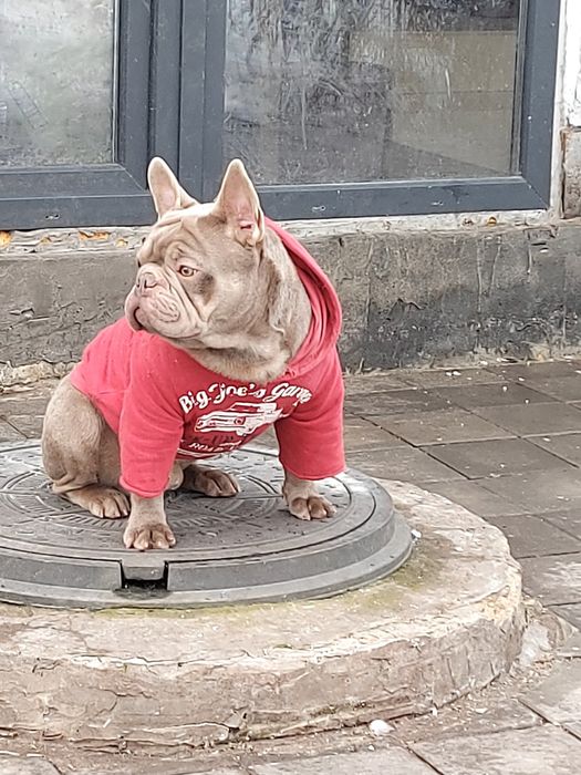 Вязка французский бульдог изабела