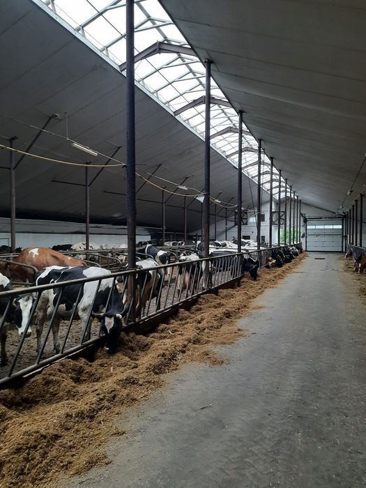 Bielenie i mycie obór, kurników chlewni. Mycie kostki elewacj