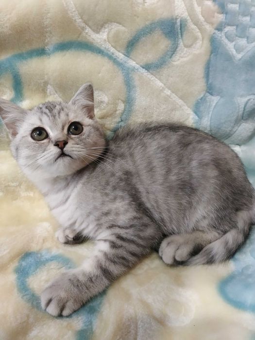 Шотландські малюки