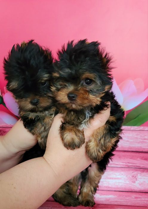 Суперові породисті цуценята йорка