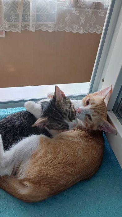 Котята-верные друзья!