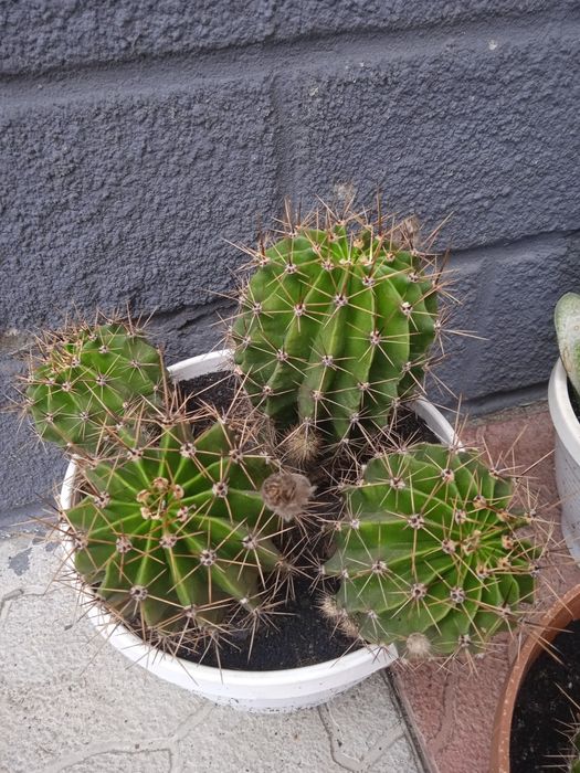 Квітучі кактуси різних розмірів