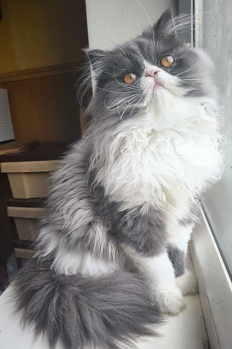 Персидский мальчик