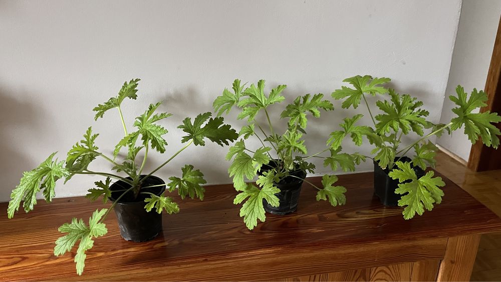 Geranium anginka pelargonia pachnąca sadzonki byliny