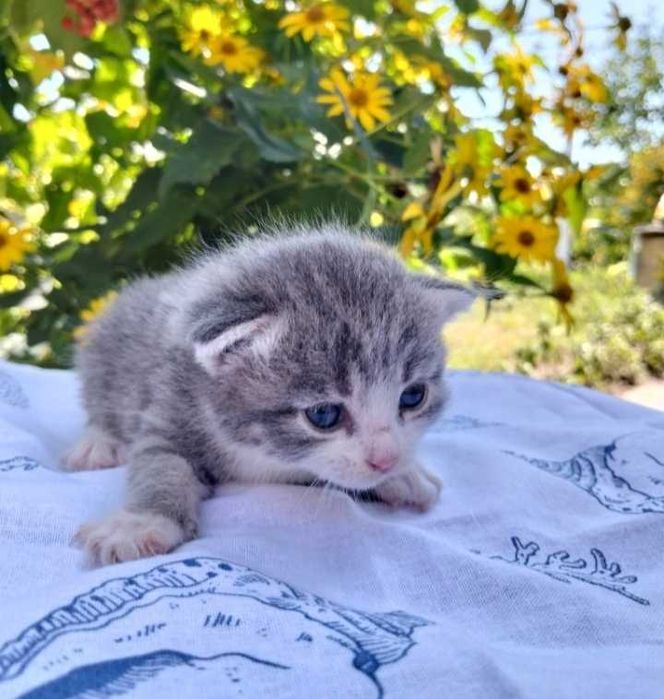 Кошенята в добрі руки