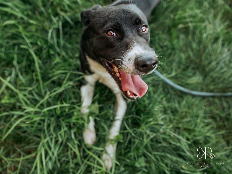 2 letni Timon w typie border collie i TTB szuka domu stałego lub tymcz