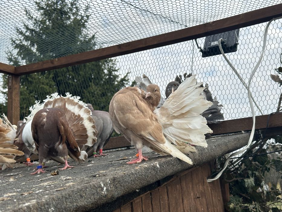 Dwie samice pawika na lęcie