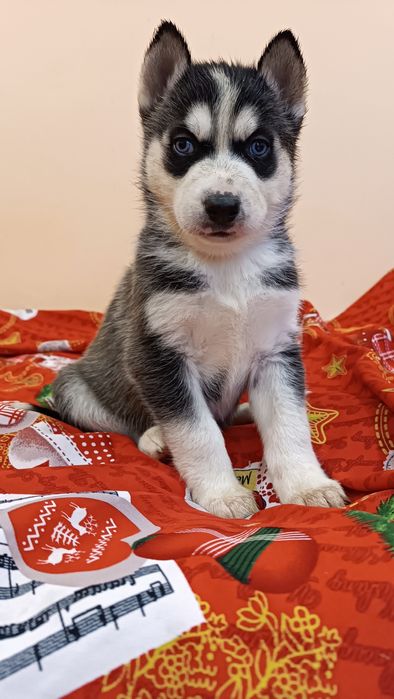 Сибірський хаскі - продам