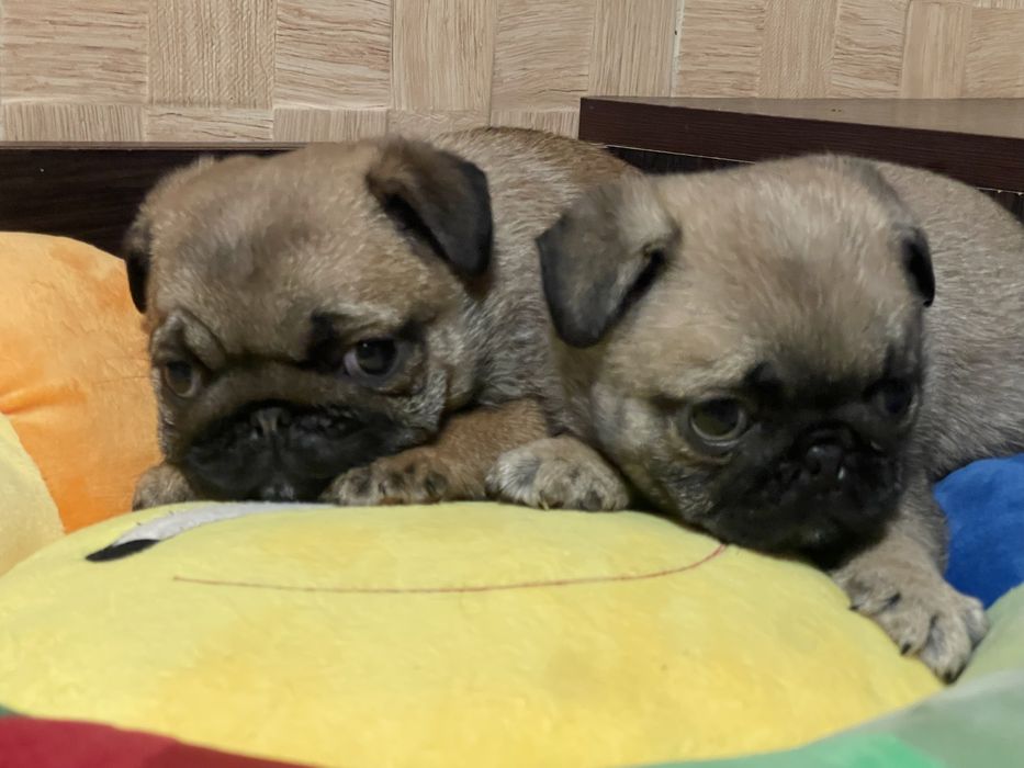 Мопс цуценята хлопчики і дівчатка КСУ Голден Пак