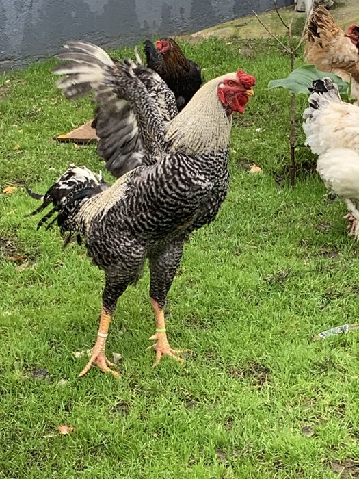 Grandes e bonitos galos