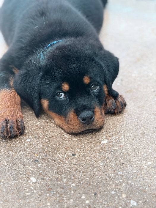 Rottweiler com LOP – Excelente Linhagem