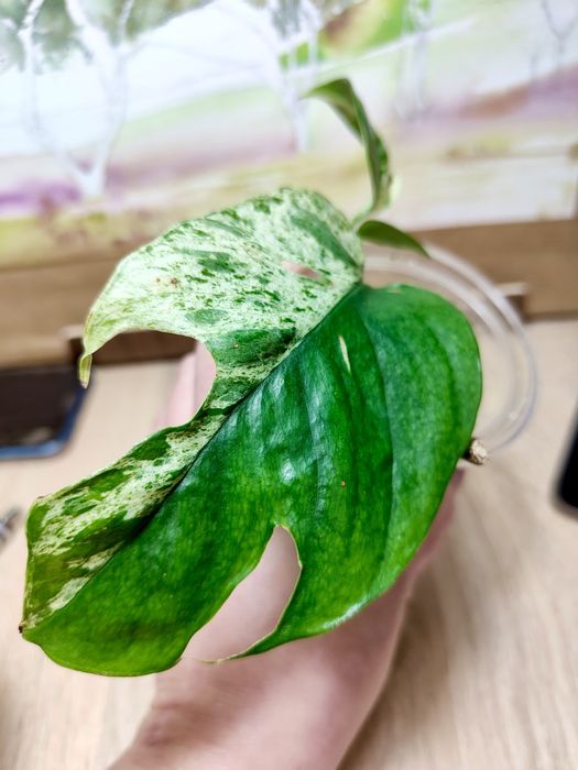 Epipremnum pinnatum marble variegata