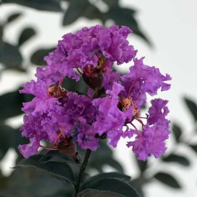 Lagerstroemia Black Diamond Piękne fioletowe kwiaty Duża Hit lata!!