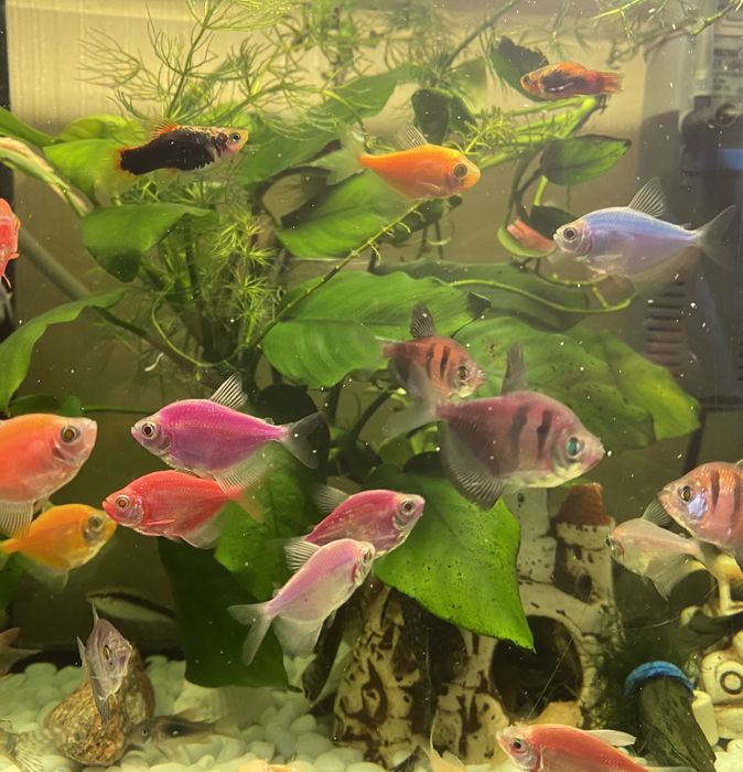 Поодам яскравих рибок