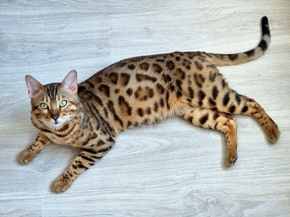 Продам Бенгальські кошенята