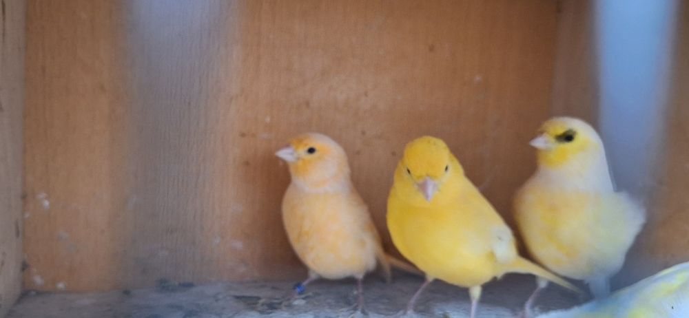 Kanarki samiczki 2024r. I 2025r