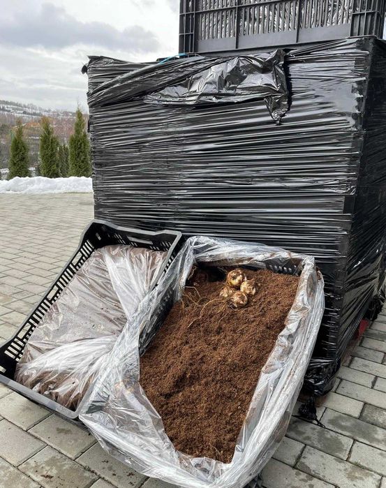 Cebulki Lilii 100 szt Różne Kolory Duże Cebule 100 szt tylko 119 zł !!