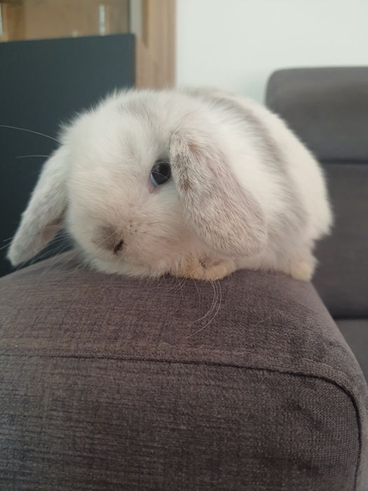 Króliki baranek miniaturka  mini lop , Cena CAŁKOWITA.