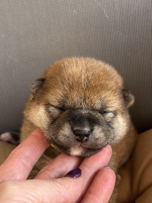 Маленьке щастя. Шиба іну, Сіба іну. FCI