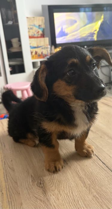 Oddamy szuczkę w dobre ręce