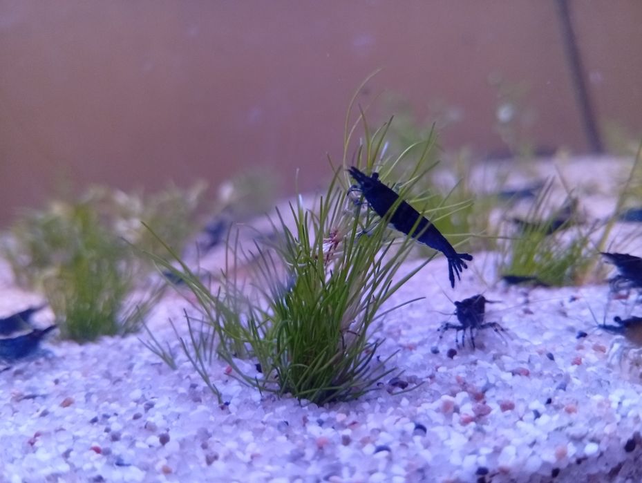 Krewetki neocaridina