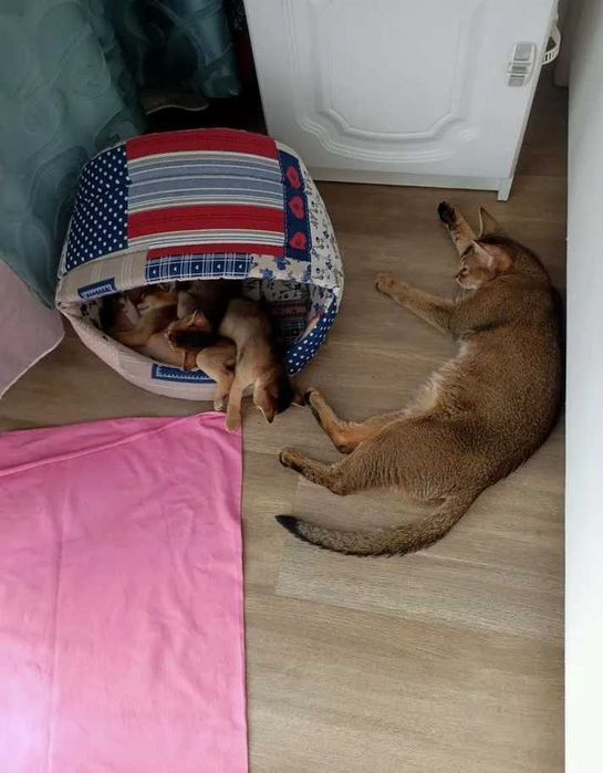 Абиссинские котята, абиссинцы, котенок