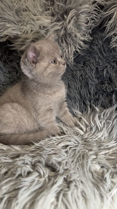 Шотланские котята