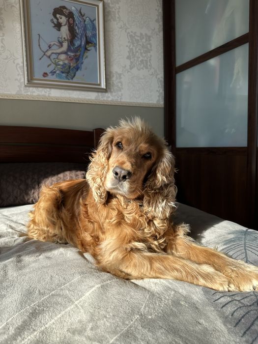 Хлопчик,  Англійський кокер спаніель шукає подругу