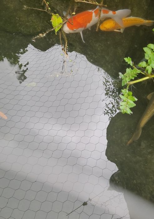 Karpas koi de 45 a 60cm