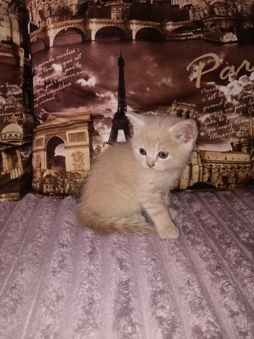 Шотландські висоловухі і прямовухі