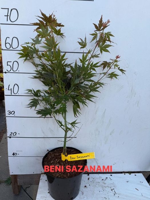 Klon palmowy beni sazanami