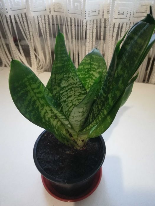 Сансеньвєрія.        .