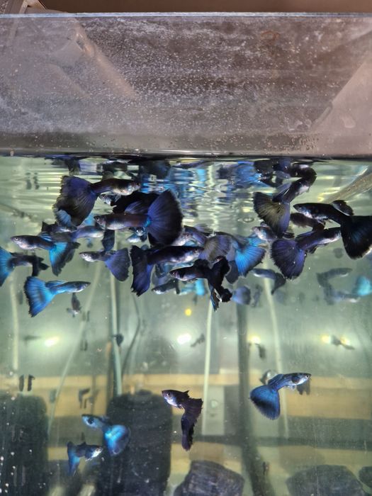 Гуппи чёрная+синий